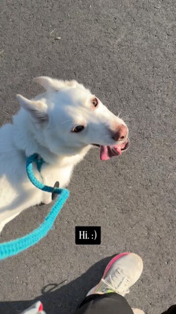 A walk. It’s kind of magical, really. You get a chance to breathe the fresh air, get a change of scenery, and your dog just might think you’re the best for taking her along. 🚶‍♀️🐾 

#walking #artfunky #contemplation #problemsolving