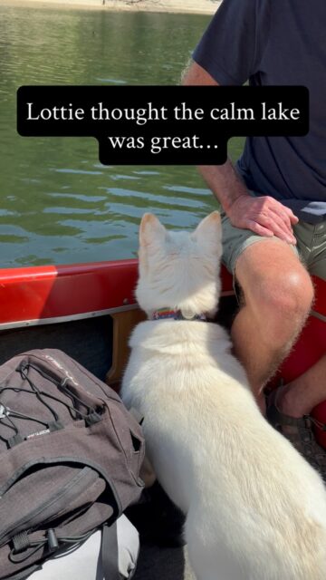 Sometimes the adventure you didn’t ask for turns out to be JUST the thing you needed.

We were headed to Bear Creek Lake in WNC when we started talking about Wolf Lake. I asked John if he’d ever taken the boat there. Nope. Then I asked what it was like.

“It’s smaller than Bear Creek Lake.”

“Well, want to try it? We’re on the same road that leads to it, right?”

When we got there, I immediately noticed how quiet it was. NO other cars at the boat launch.

We’d found the Introvert Lake. 😂

Lakes can be busy places in the summertime. Sometimes it’s really nice to stumble upon a quiet little place you weren’t even planning to visit...and discover that it’s exceptionally beautiful.

#dogsofinstagram #wnc #828isgreat #boating #lakelife